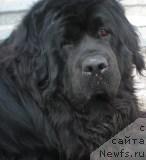 Фото: ньюфаундленд Бегущая по Волнам Сеньорита Сенсация