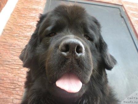 Фото: ньюфаундленд Аквилегия Нежная