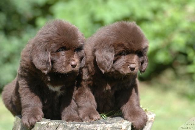 Фото: ньюфаундленд Newettas Vanessa