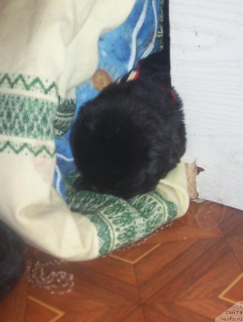 Фото: ньюфаундленд Уютная Долина Андрос Гриф