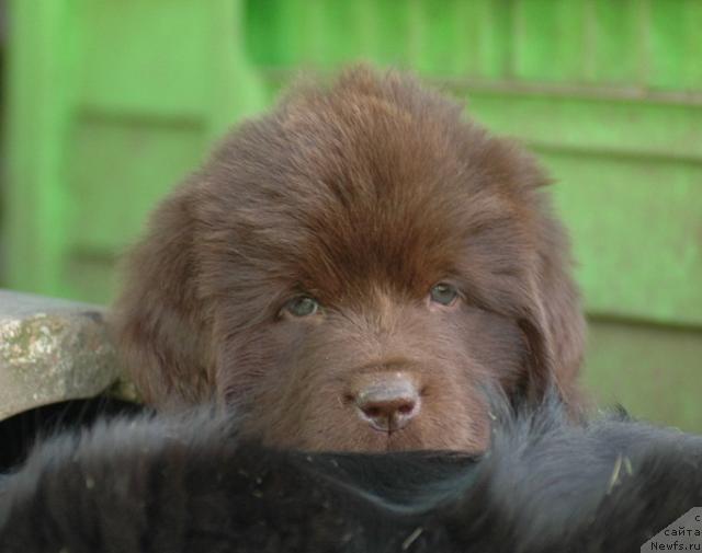 Фото: ньюфаундленд Newettas Vanessa