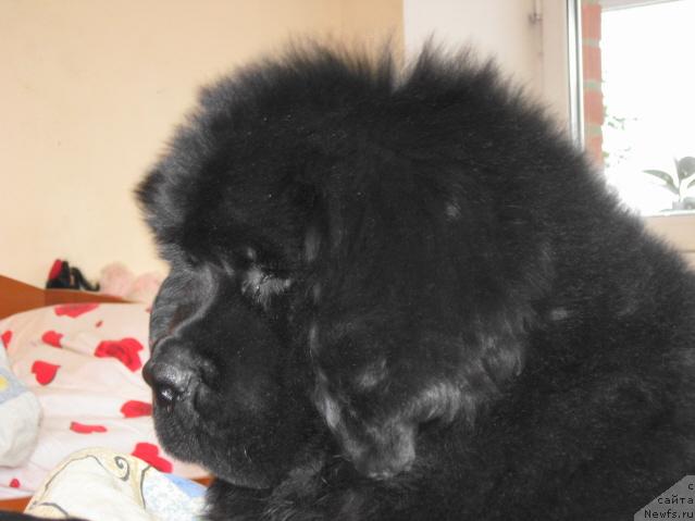 Фотография № 37202