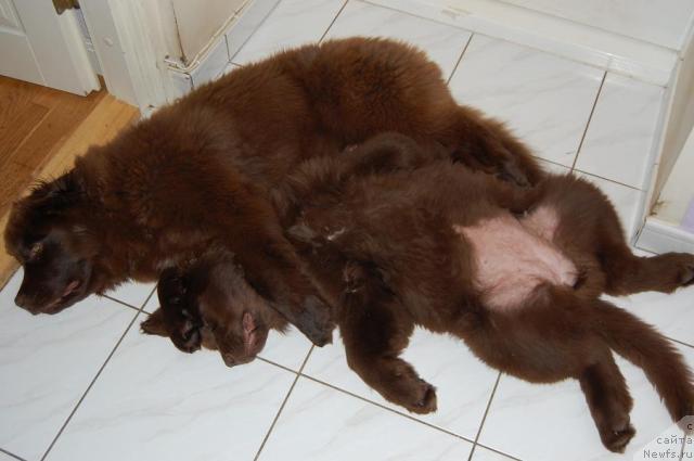 Фото: ньюфаундленд Chocolate Infinity Ave Maria, ньюфаундленд Newettas Vanessa