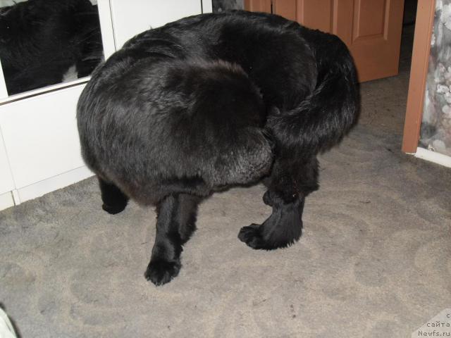 Фото: ньюфаундленд Бианка Вайт Пэрл