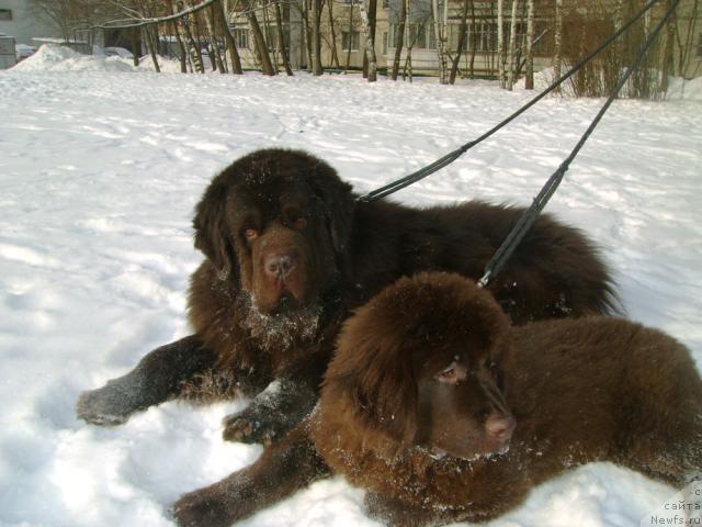 Фото: ньюфаундленд Рич-Н-Бьютифул, и папа Супер Премиум Бест Белжен Ригардс