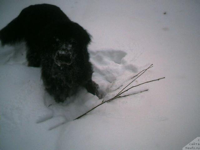 Фото: ньюфаундленд Бьорн