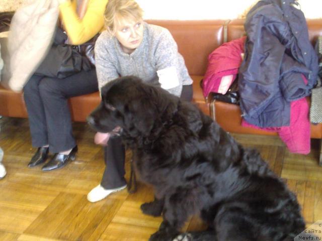 Фото: ньюфаундленд Лихой Казак