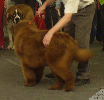 Фото: ньюфаундленд Старди