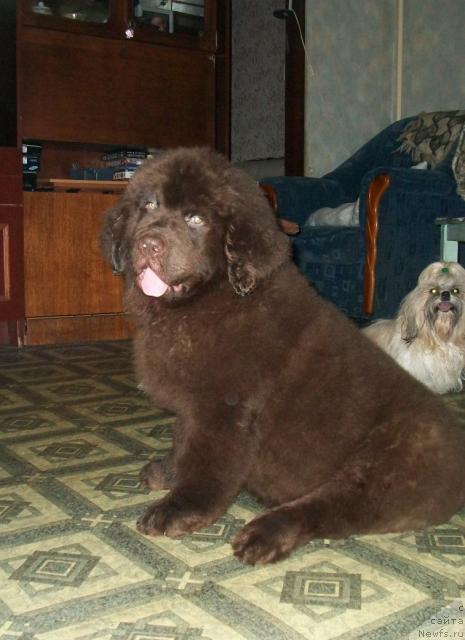 Фото: ньюфаундленд Черный Шарм Амбер Бест Дог ФО Марлеон