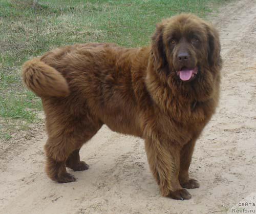 Фото: ньюфаундленд Старди