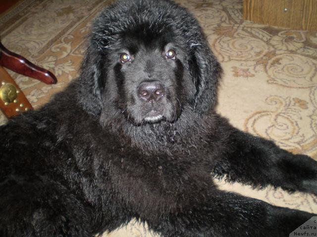 Фото: ньюфаундленд Ричард Блэк