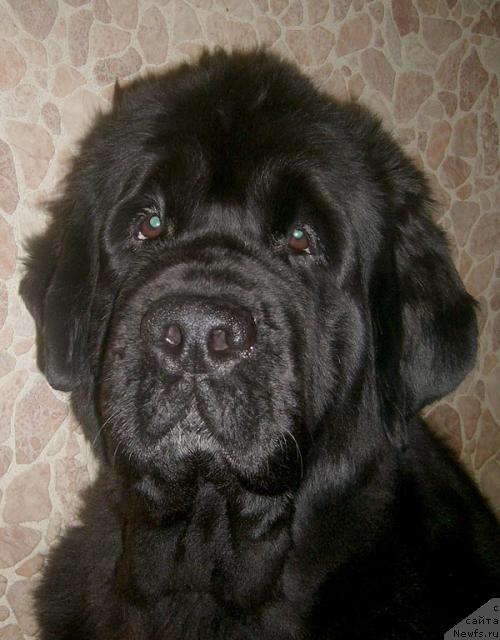 Фото: ньюфаундленд Супер Бизон Анталия