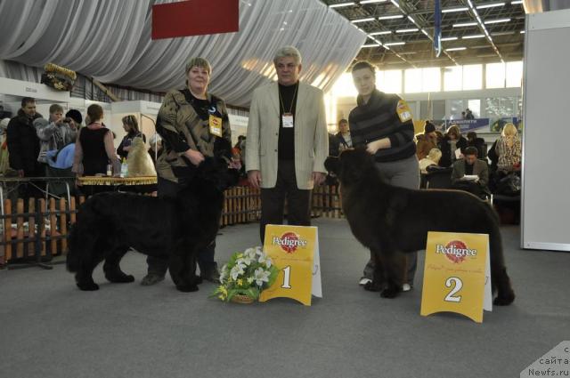 Фото: ньюфаундленд Акватория Келвин Зазноба (Aquatoriya Kelvin Zaznoba), ньюфаундленд Командор из Медвежьего Яра