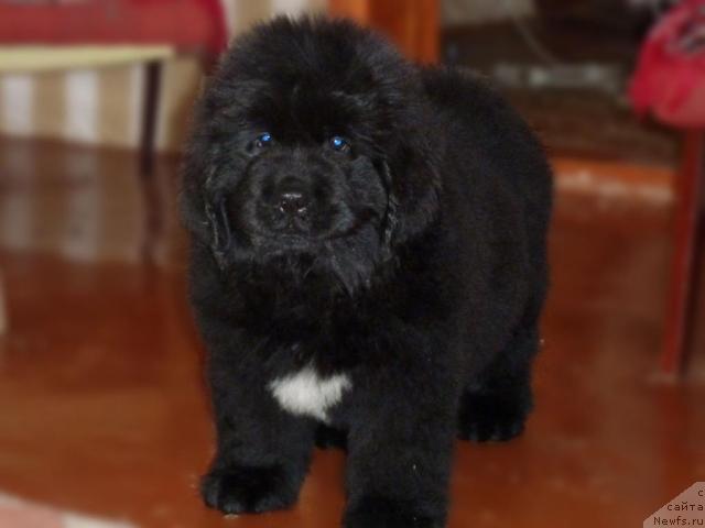 Фото: ньюфаундленд Арк Велес