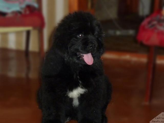 Фото: ньюфаундленд Арк Велес