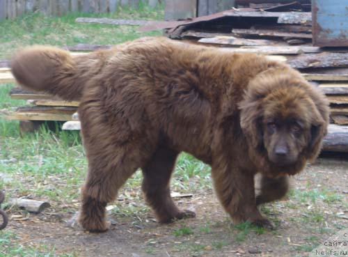 Фото: ньюфаундленд Старди