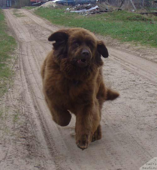 Фото: ньюфаундленд Старди