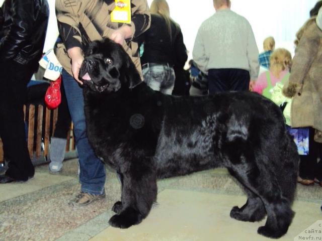 Фото: ньюфаундленд Акватория Келвин Зазноба (Aquatoriya Kelvin Zaznoba)