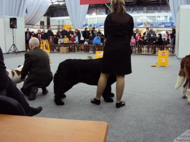 Фото: ньюфаундленд Акватория Келвин Зазноба (Aquatoriya Kelvin Zaznoba)