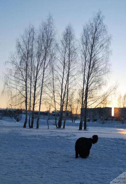 Фото: ньюфаундленд Формула Любви от Сибирского Медведя