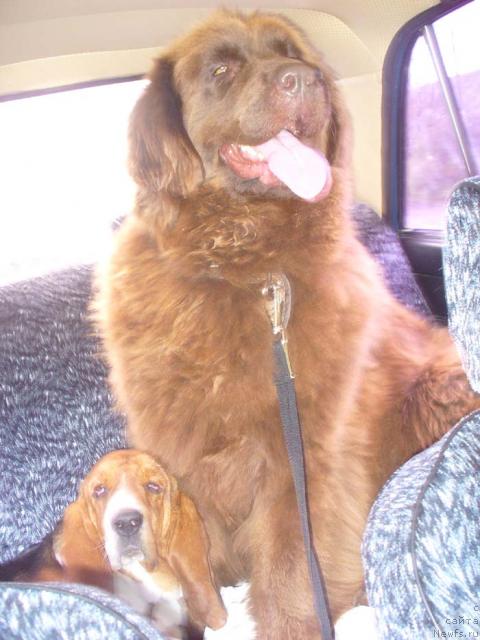 Фото: ньюфаундленд Старди