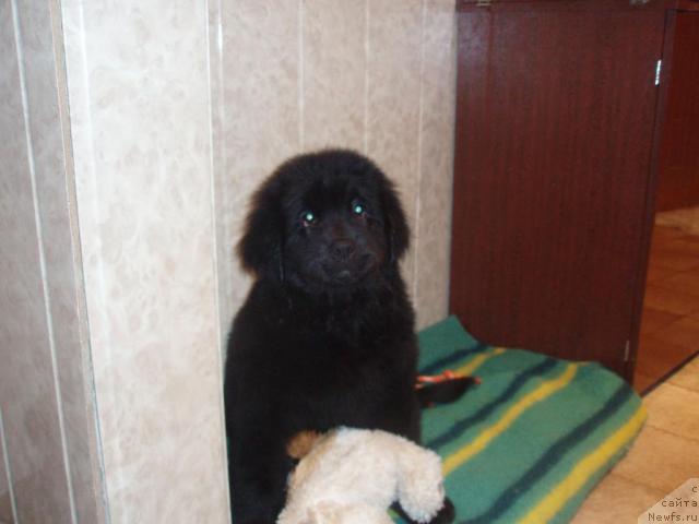 Фото: Джоли (Хит Сезона от Сибирского Медведя)