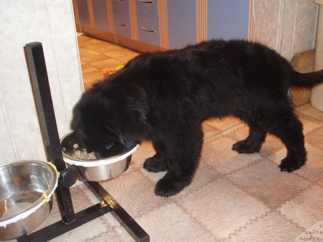 Фото: Джоли (Хит Сезона от Сибирского Медведя)