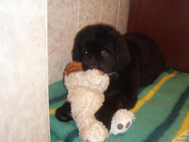 Фото: Джоли(Хит Сезона от Сибирского Медведя)