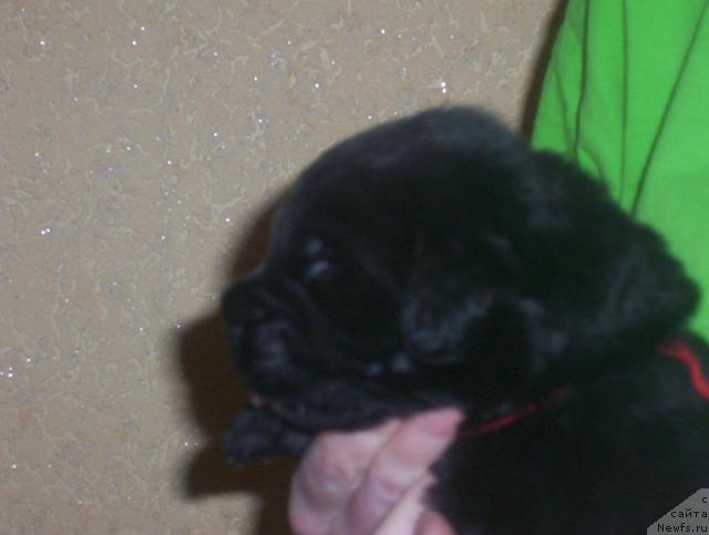 Фото: ньюфаундленд Уютная Долина Альвейд Ингвар