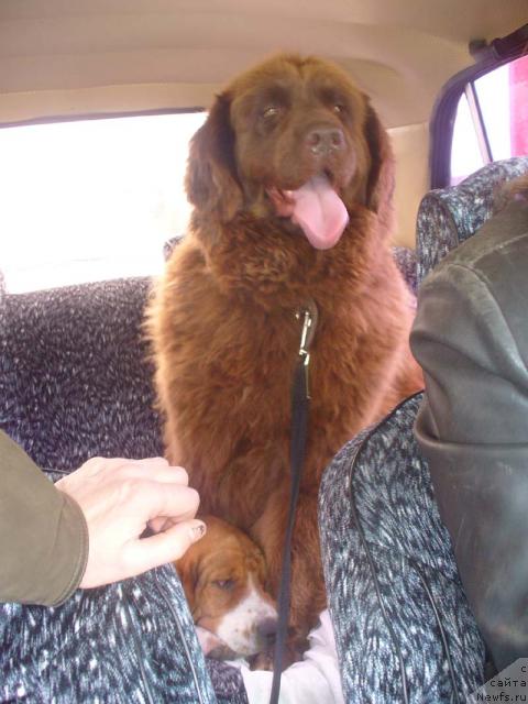 Фото: ньюфаундленд Старди