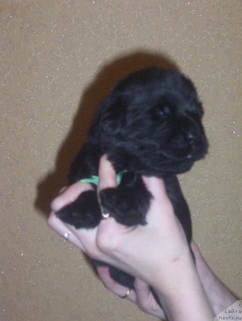 Фото: ньюфаундленд Уютная Долина Адальбьерг Констанс