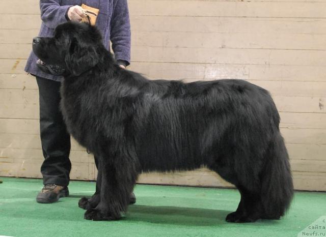 Фото: ньюфаундленд Митрофан с Берега Дона (Mitrofan s Berega Dona)