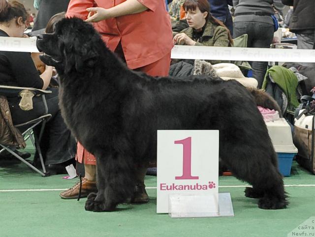 Фото: ньюфаундленд Сент Джонс Романсе оф Лав (Sent Djons Romance of Love)