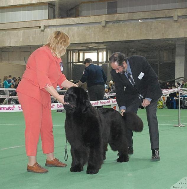 Фото: ньюфаундленд Сент Джонс Романсе оф Лав (Sent Djons Romance of Love)