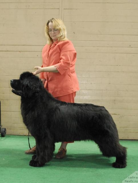 Фото: ньюфаундленд Сент Джонс Романсе оф Лав (Sent Djons Romance of Love)