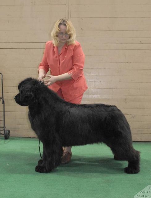 Фото: ньюфаундленд Сент Джонс Романсе оф Лав (Sent Djons Romance of Love)