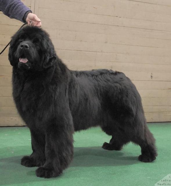 Фото: ньюфаундленд Сент Джонс Романсе оф Лав (Sent Djons Romance of Love)