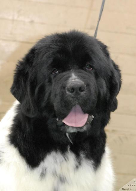 Фотография № 37373