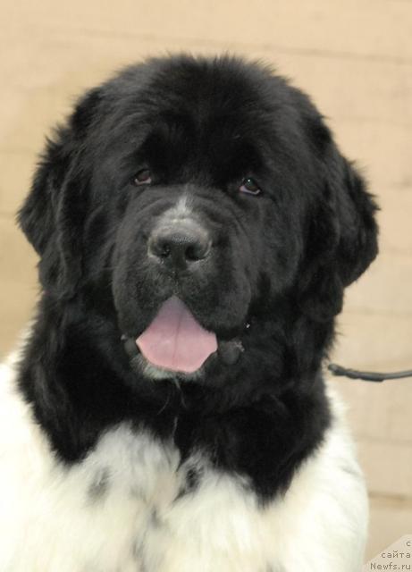 Фотография № 37374