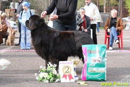 Фото: ньюфаундленд Midnight Lady's Voodoo Priest