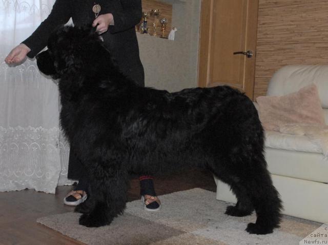 Фото: ньюфаундленд King of Helluland Easy to Win