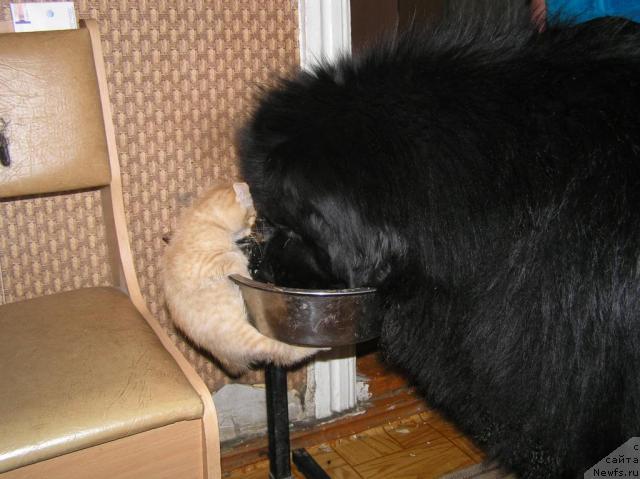 Фото: ньюфаундленд Бекингем