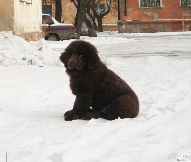 Фото: ньюфаундленд Черный Шарм Амбер Бест Дог ФО Марлеон