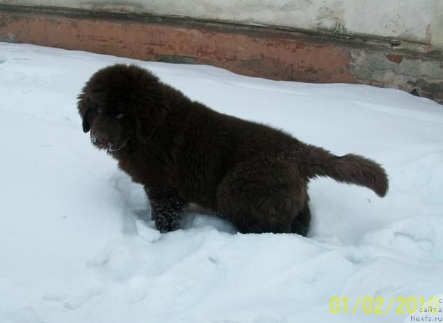 Фото: ньюфаундленд Черный Шарм Амбер Бест Дог ФО Марлеон