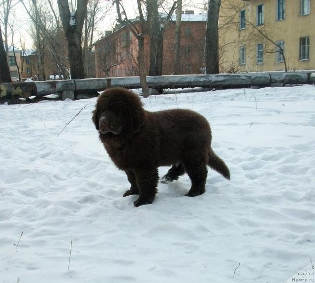 Фото: ньюфаундленд Черный Шарм Амбер Бест Дог ФО Марлеон