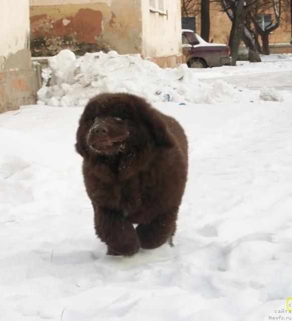 Фото: ньюфаундленд Черный Шарм Амбер Бест Дог ФО Марлеон