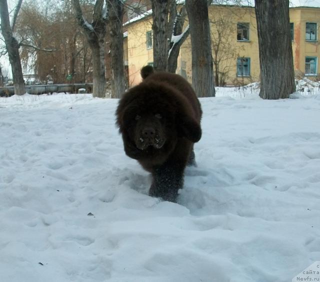 Фото: ньюфаундленд Черный Шарм Амбер Бест Дог ФО Марлеон