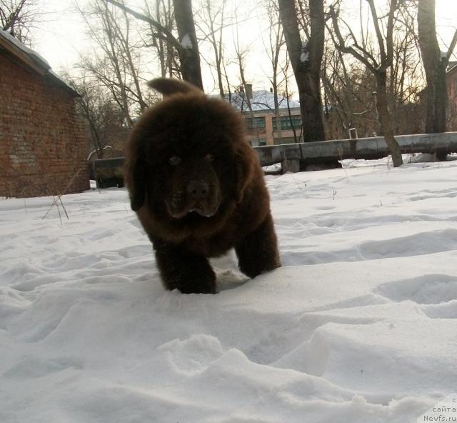 Фото: ньюфаундленд Черный Шарм Амбер Бест Дог ФО Марлеон