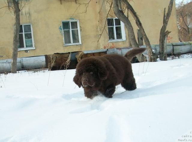 Фото: ньюфаундленд Черный Шарм Амбер Бест Дог ФО Марлеон