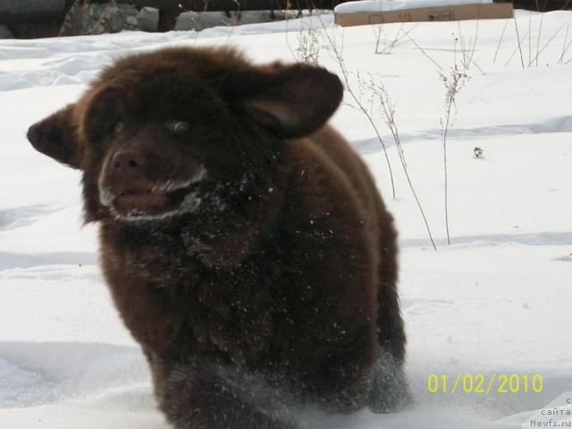 Фото: ньюфаундленд Черный Шарм Амбер Бест Дог ФО Марлеон